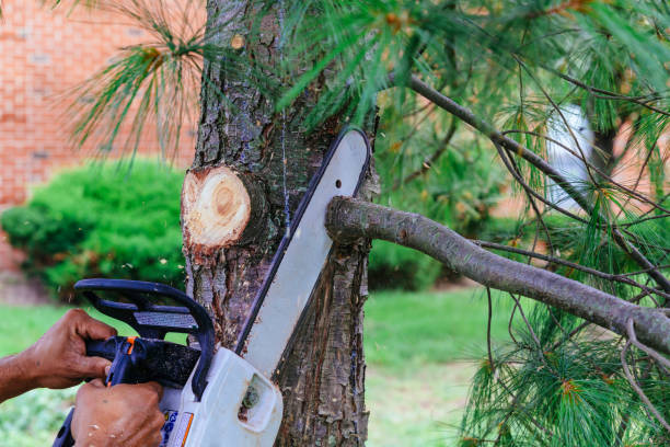 The Steps Involved in Our Tree Care Process in Dover Beaches South, NJ